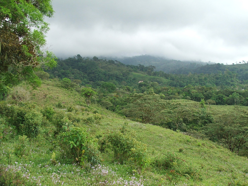 Volcan Pacifica, left hillside, February 2008